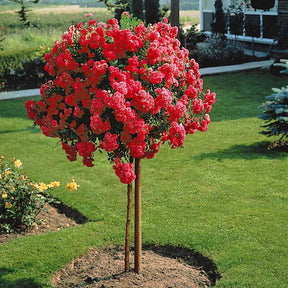 Stammrose Excelsa - Rosa wichuraiana excelsa - Willemse