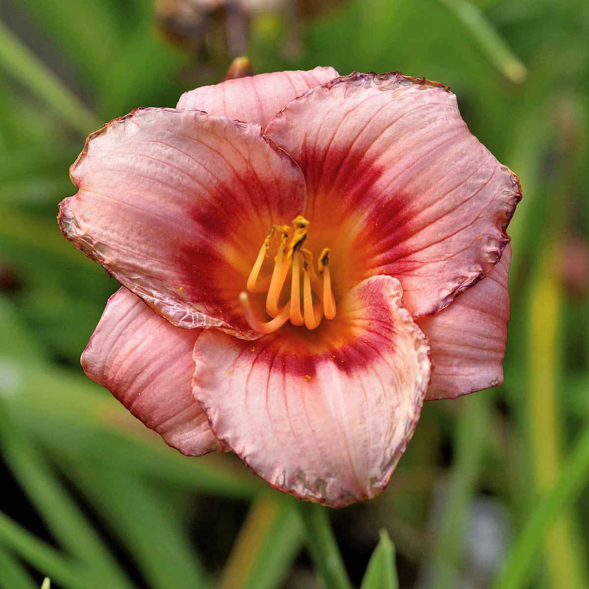 Duft-Taglilien rosa (x2) - Willemse