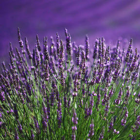 Lavandula angustifolia - Lavendel 'Munstead' - Lavendel