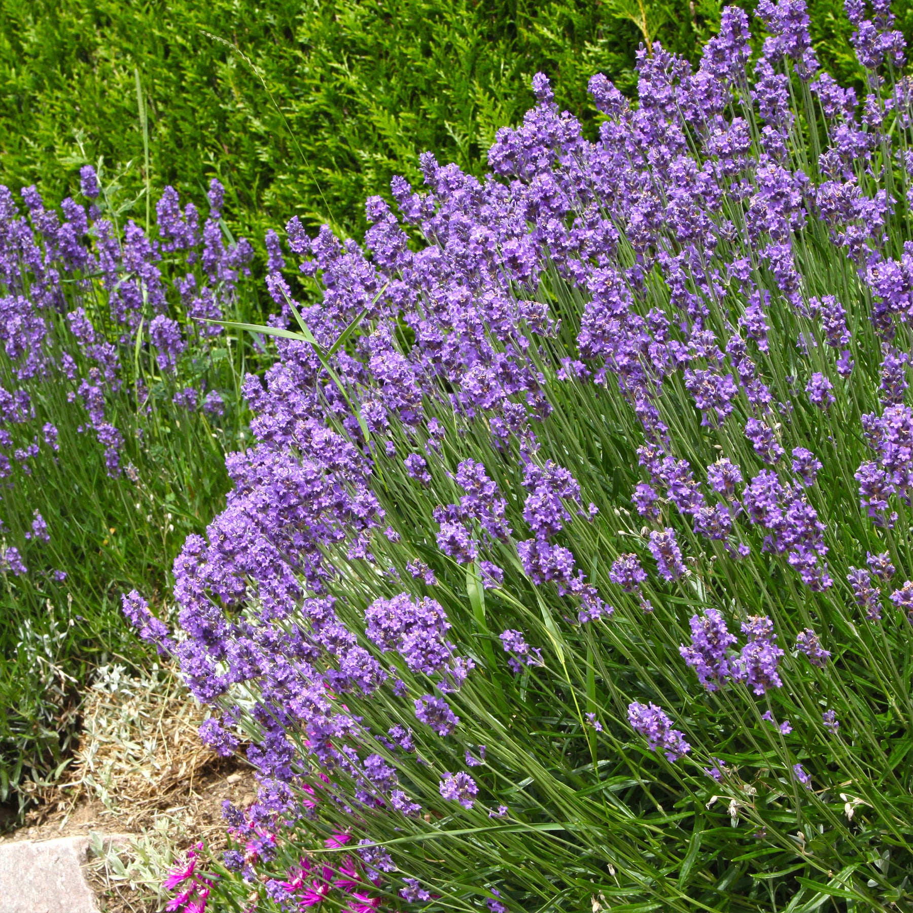 Lavendel - Lavendel 'Munstead' - Lavandula angustifolia