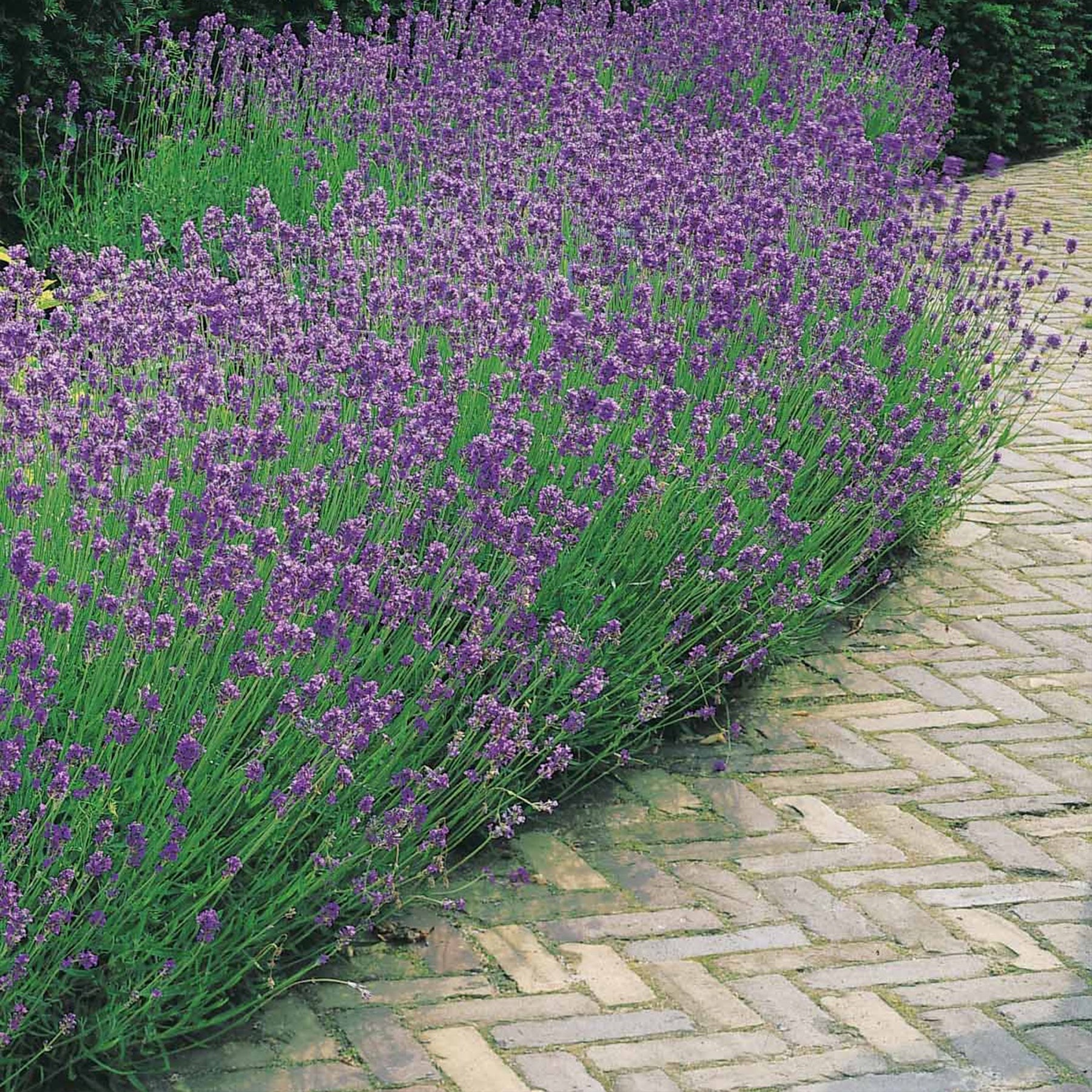Verkauf Lavendel 'Munstead' - Lavandula angustifolia