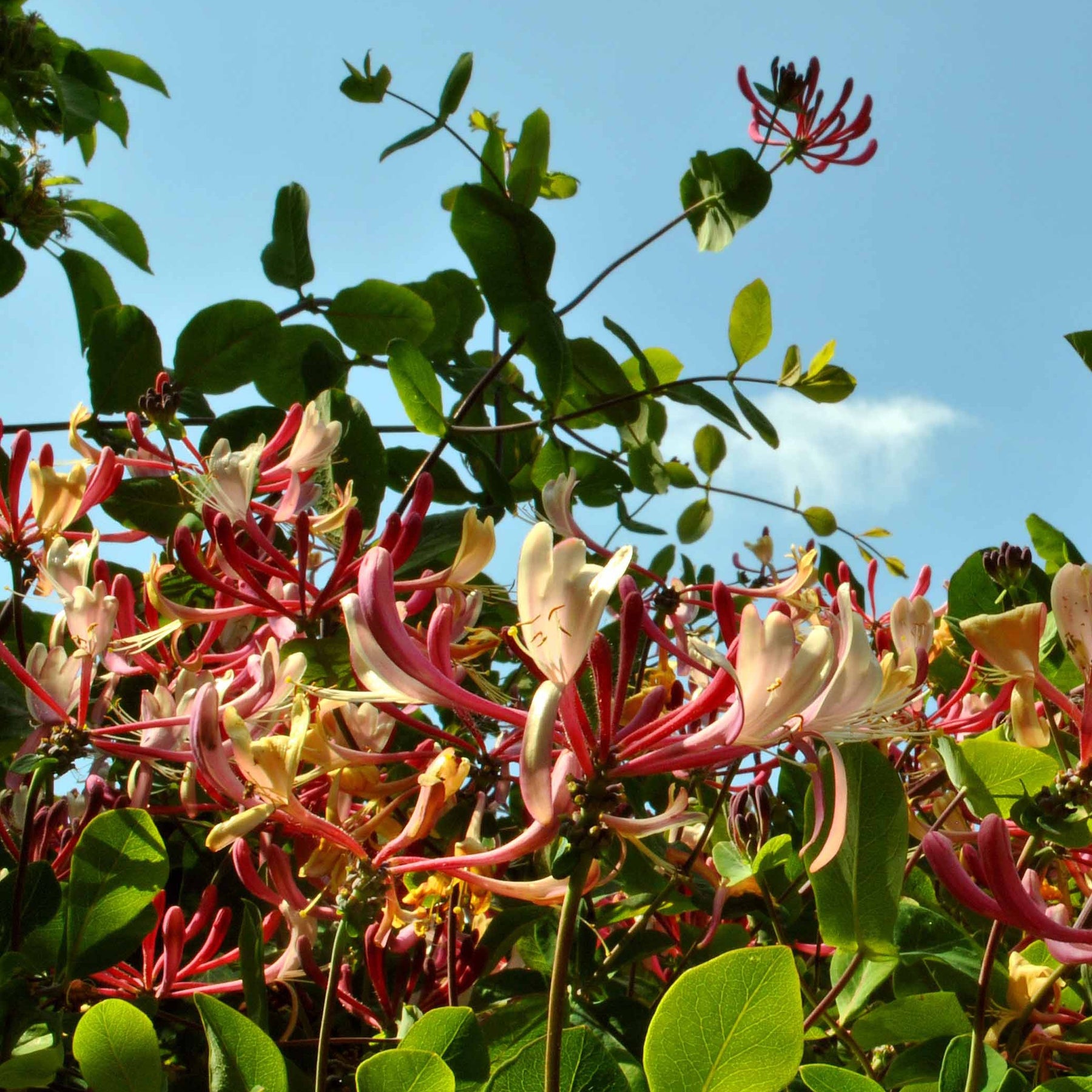 Waldgeißblatt Serotina - Lonicera periclymenum serotina - Willemse
