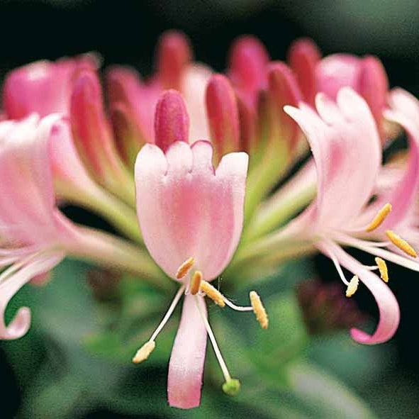 Lonicera periclymenum serotina - Waldgeißblatt Serotina - Kletterheckenblüten