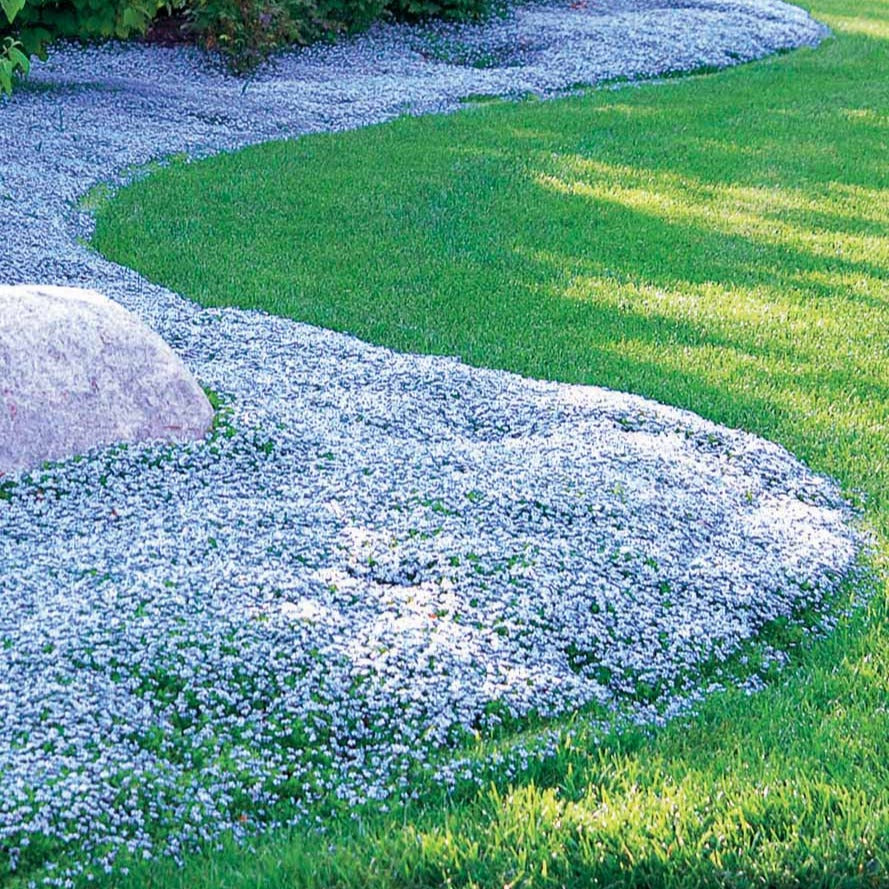 Blauer Bubikopf (x3) - Willemse