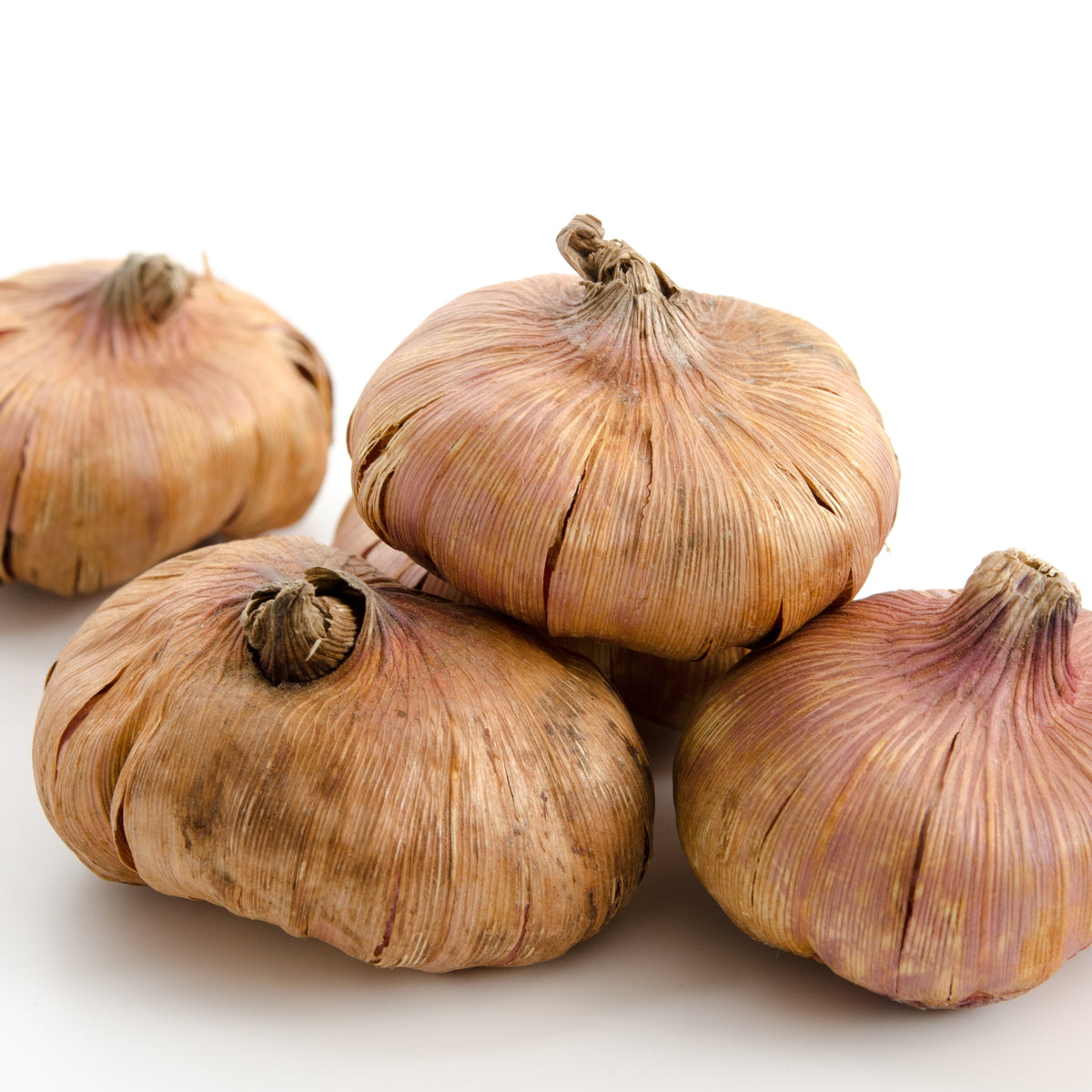 Gladiolen Katherina (x10) - Gladiolus katherina - Willemse