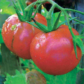 Solanum lycopersicum rose de berne - Tomate Rose de Berne - Samen für Tomaten