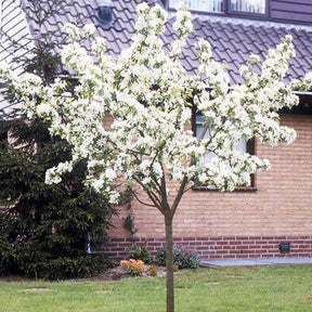 Birnbaum William's rot - Pyrus communis William's red - Willemse