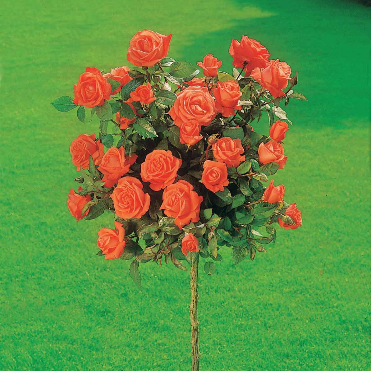 Stockrose Ramona - Willemse