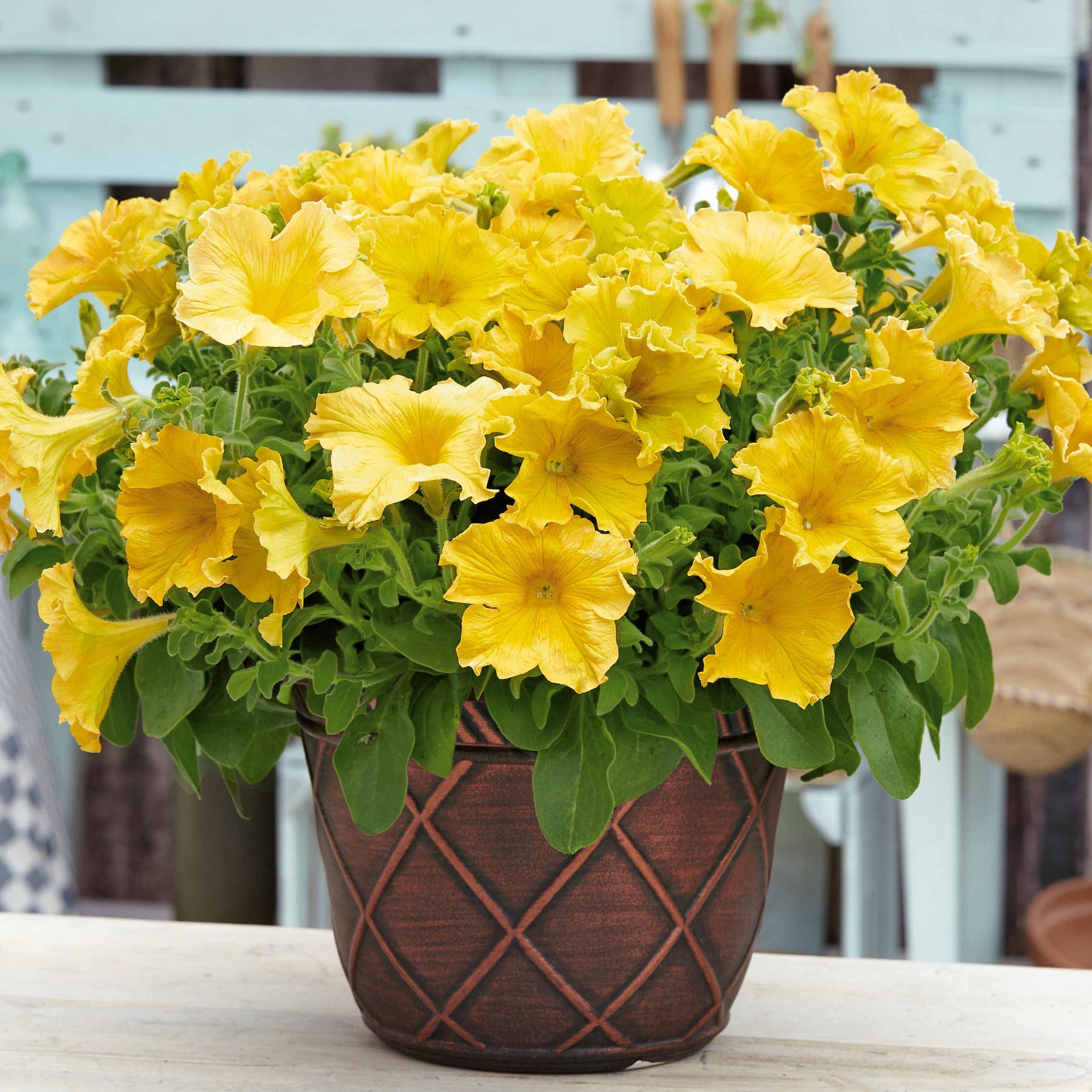Petunia Happy Giant Yellow - Riesen-Petunien gelb (x3) - Petunien und Calibrachoa