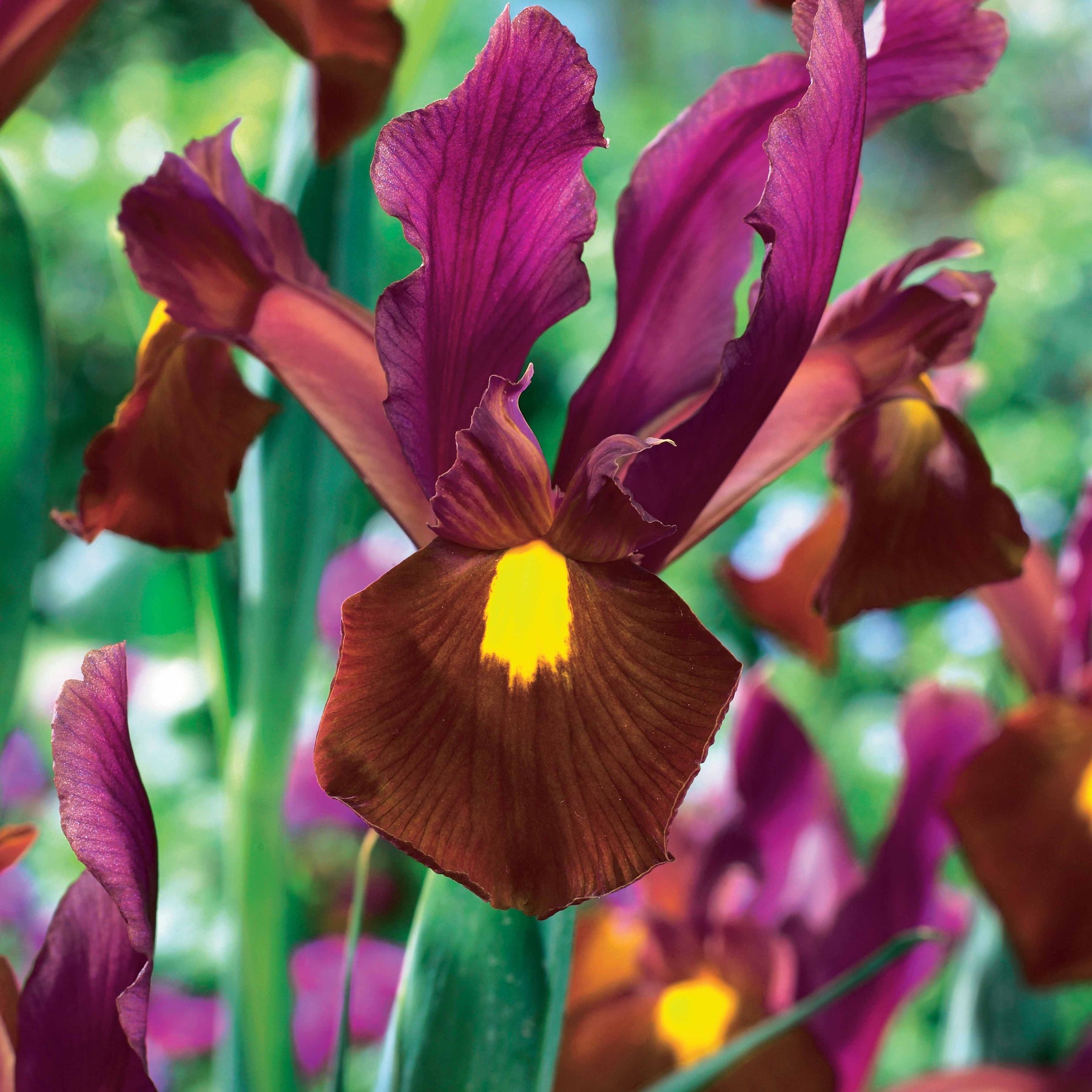 Holländische Schwertlilie (x20) - Iris hollandica Red Ember - Willemse
