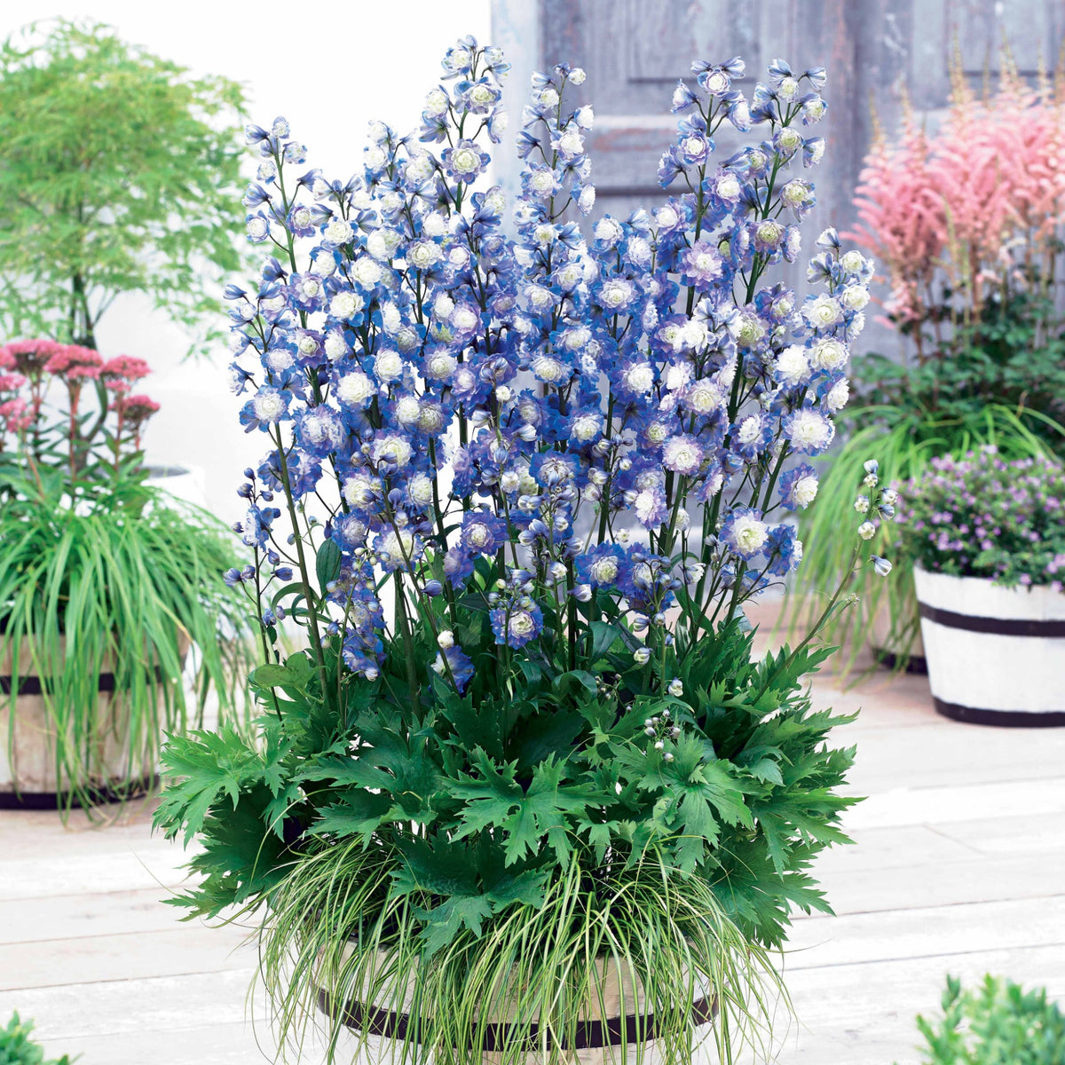 Rittersporn Highlander® Bolero - Delphinium Highlander® Bolero - Willemse