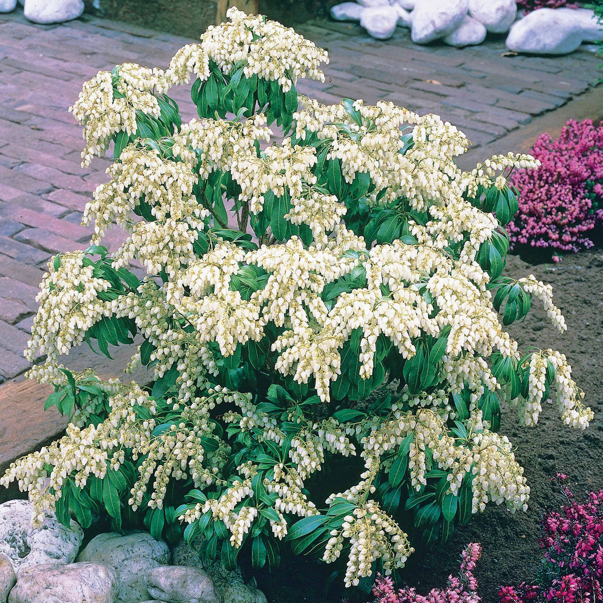 Japanische Lavendelheide - Pieris japonica white cascade - Willemse