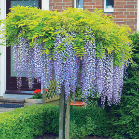Wisteria sinensis - Chinesischer Blauregen auf Stamm - Glyzinien