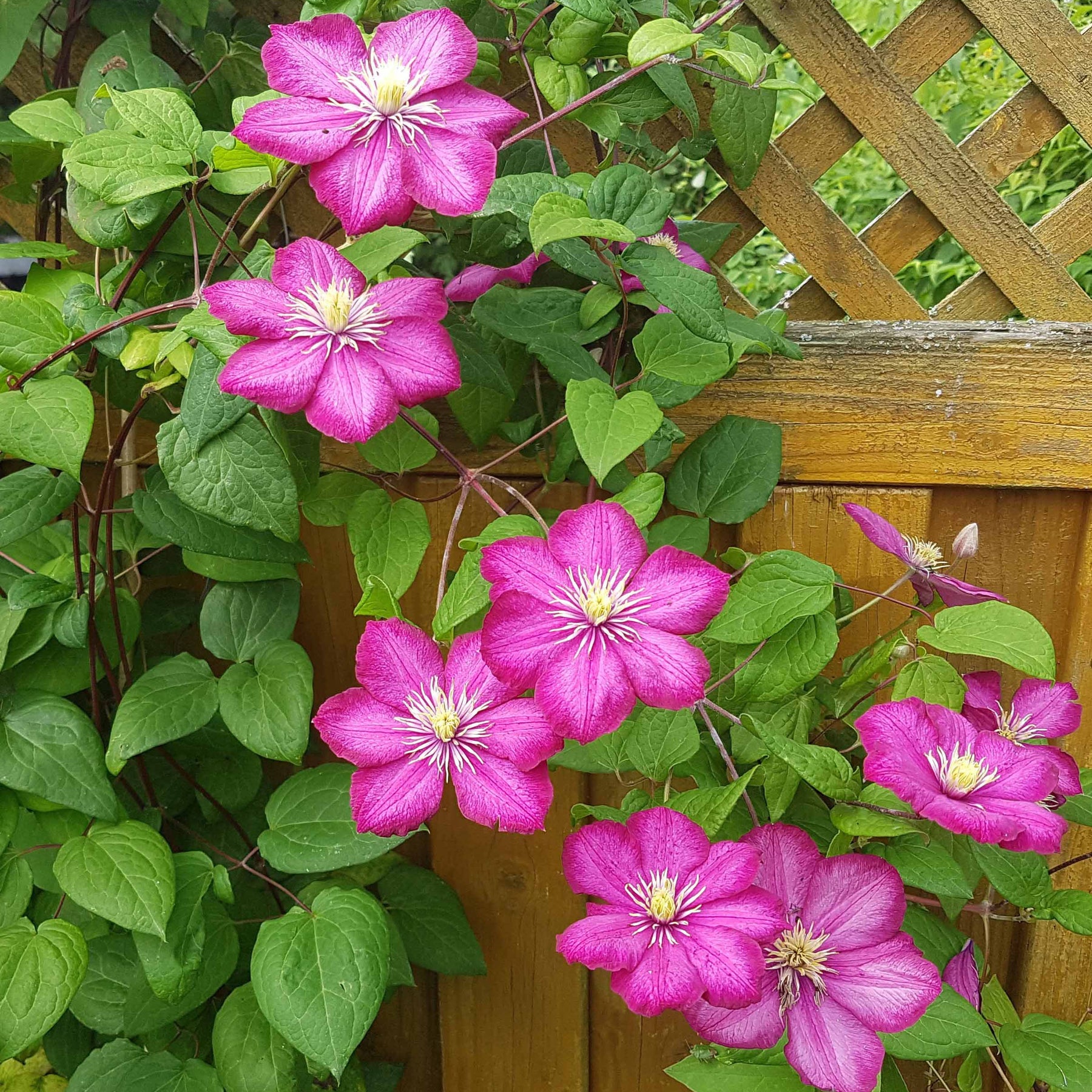 Waldrebe Ville de Lyon - Clematis x viticella Ville de Lyon - Willemse