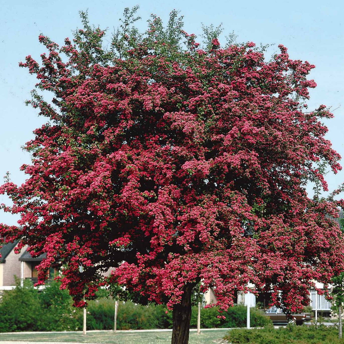 Weißdorn ‘Paul’s Scarlet’ - Crataegus laevigata paul's scarlet - Willemse