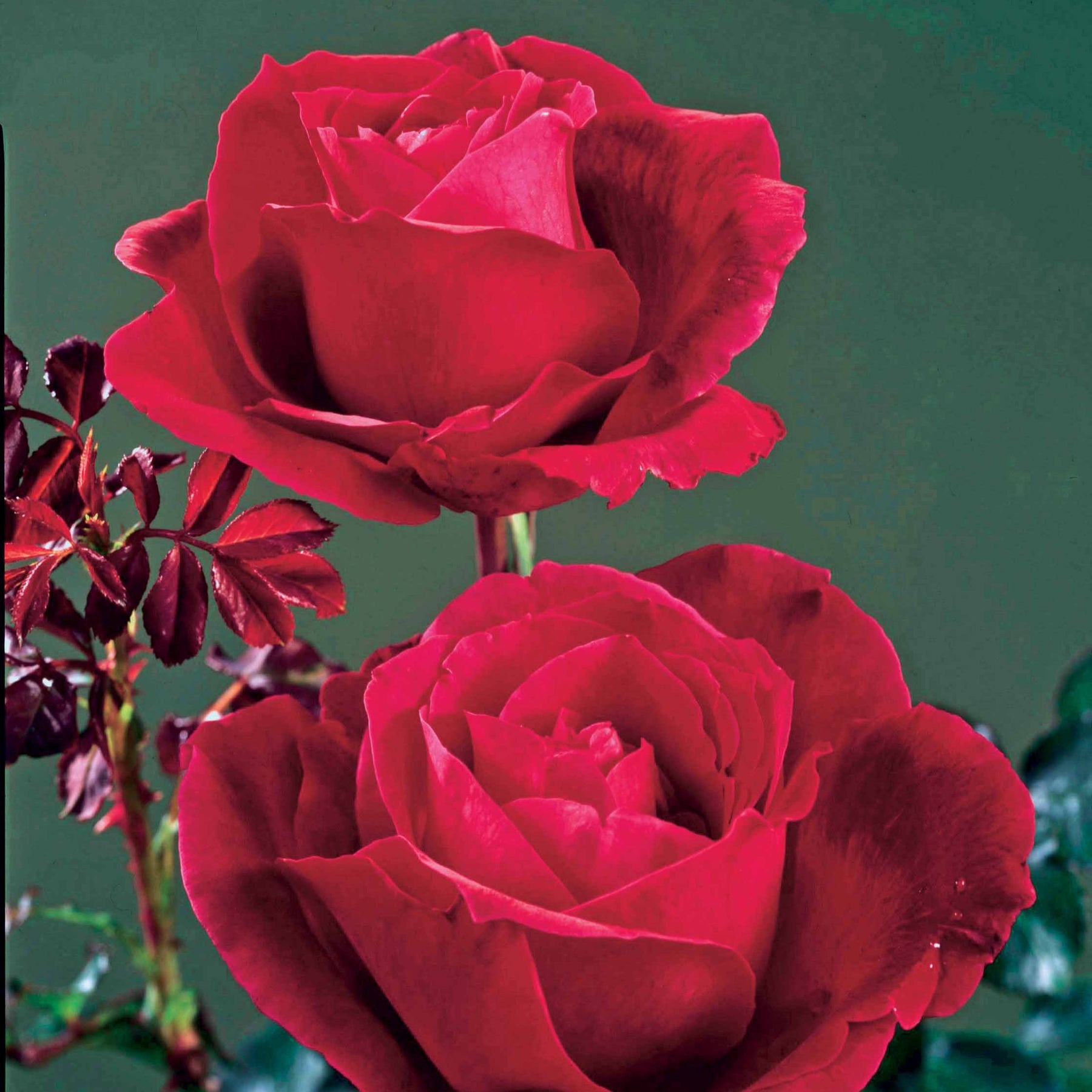 Duftrosen - Strauchrose Mr. Lincoln - Rosa mr lincoln