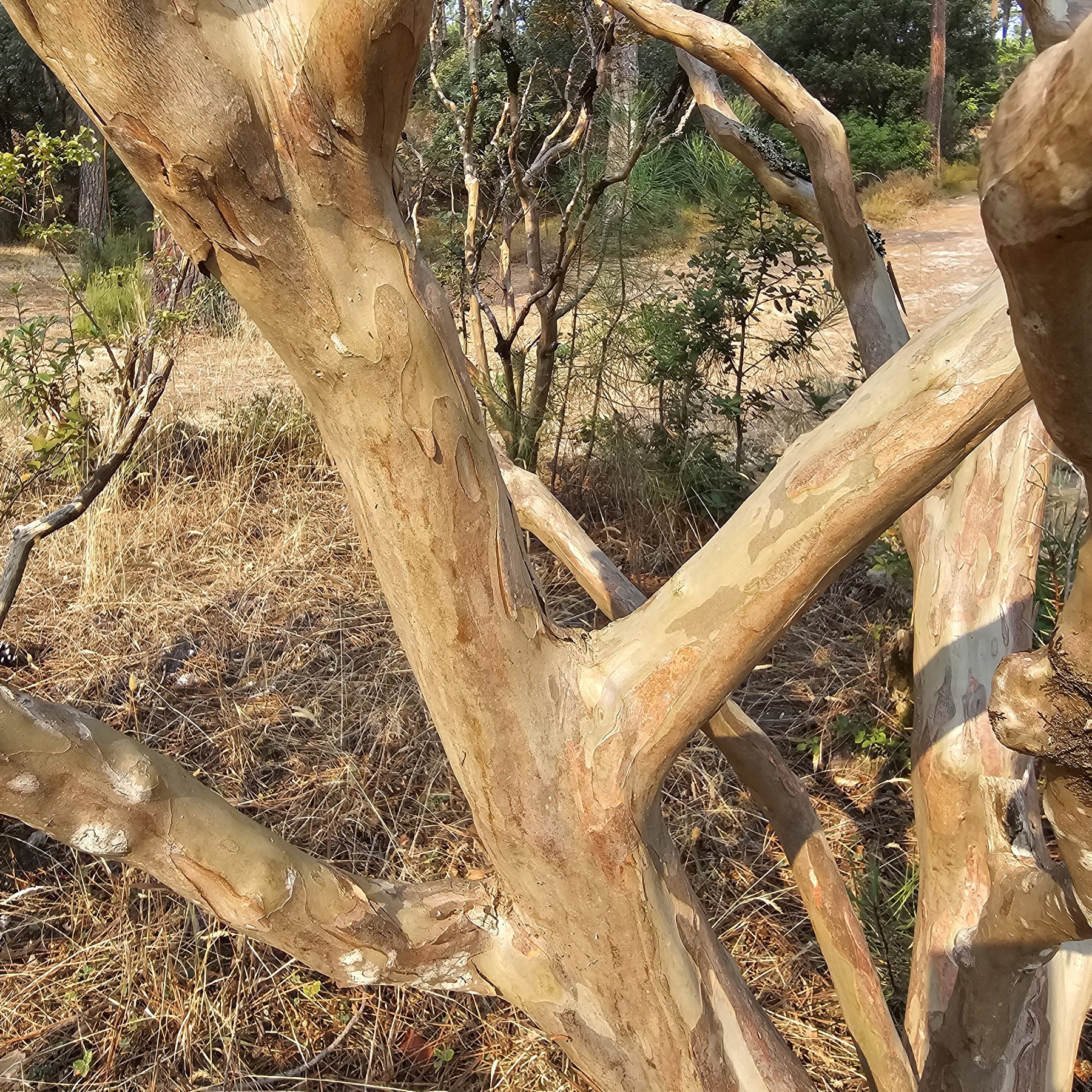 Verkauf Kreppmyrte ‘Braise d’Été®’