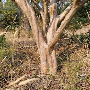 Kreppmyrte ‘Braise d’Été®’ - Indischer Flieder - Willemse