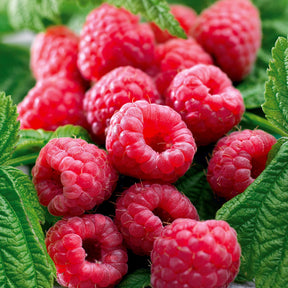 Remontant-Himbeeren Marastar ® COV MA29-20 - Rubus idaeus marastar ® cov ma29-20 - Willemse