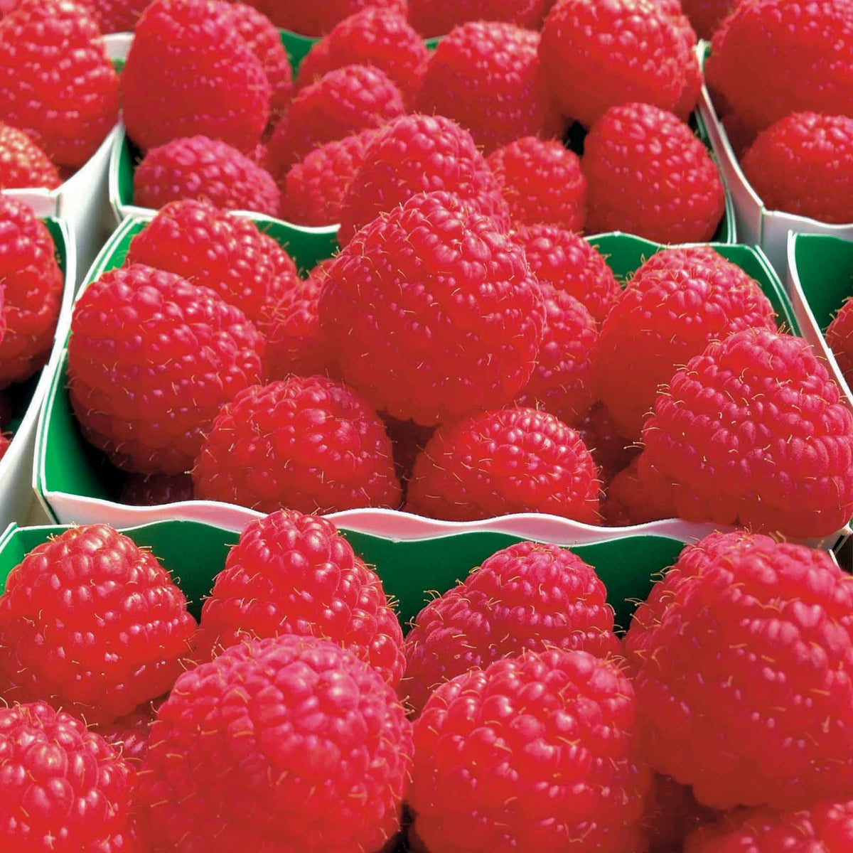 Himbeerstrauch Remontant Paris - Rubus idaeus paris - Willemse