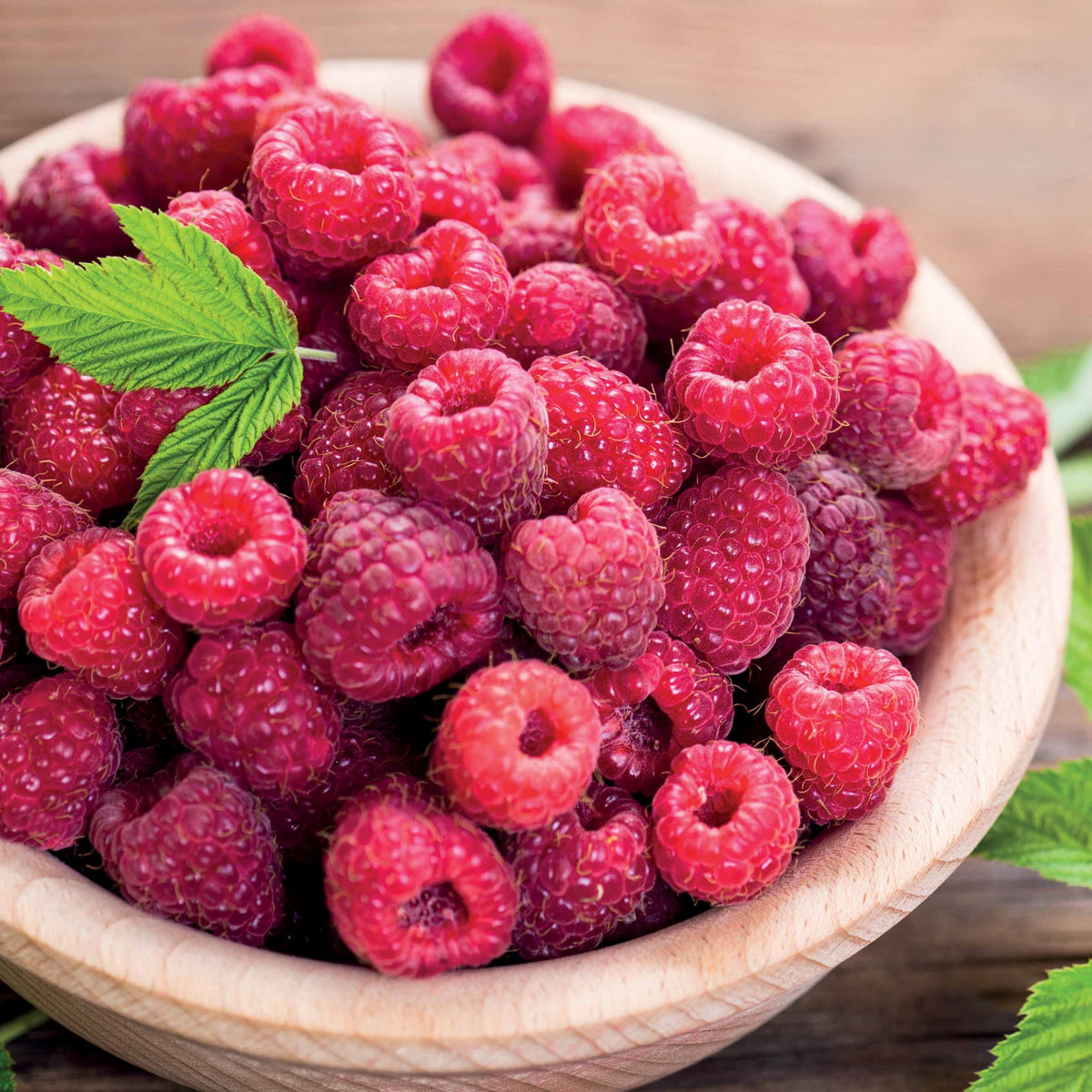 Himbeerstrauch Remontant Paris - Willemse