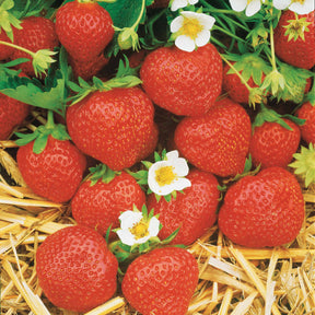 Erdbeeren - Erdbeere Mara des Bois - Fragaria vesca mara des bois