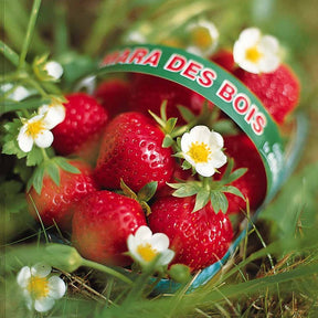 Erdbeere Mara des Bois - Fragaria vesca mara des bois - Willemse
