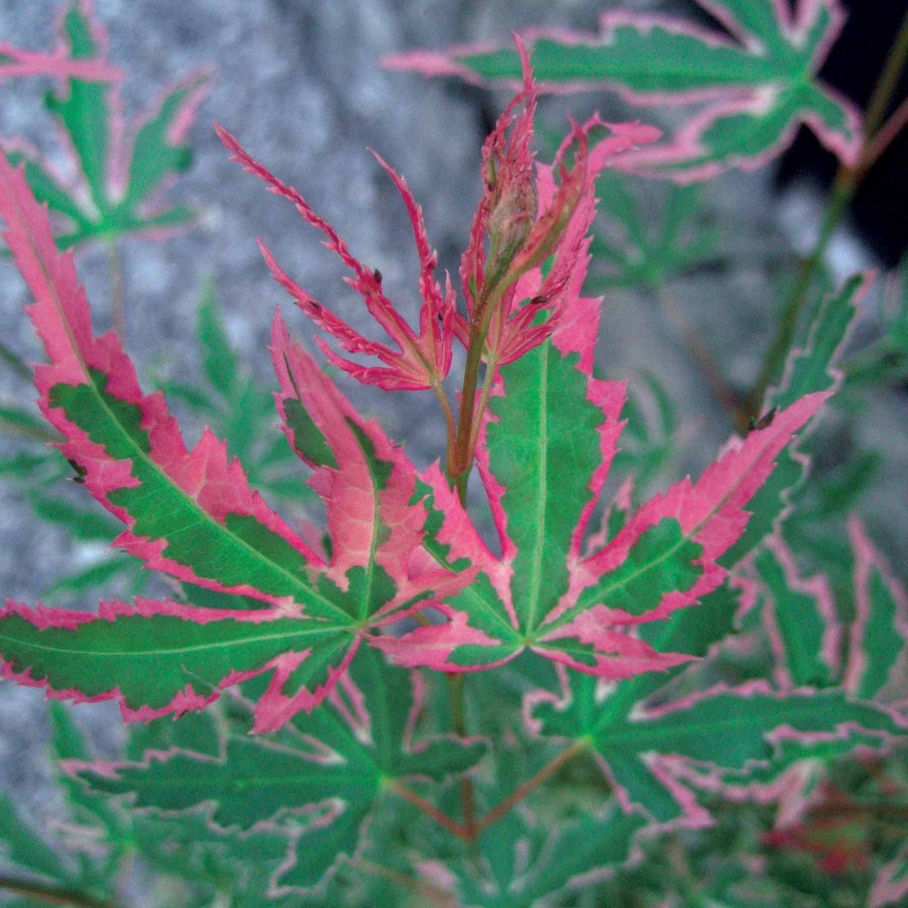 Acer palmatum taylor - Ahorn Taylor - Japanischer Ahorn