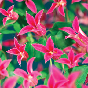 Waldrebe Lady Diana ® - Willemse