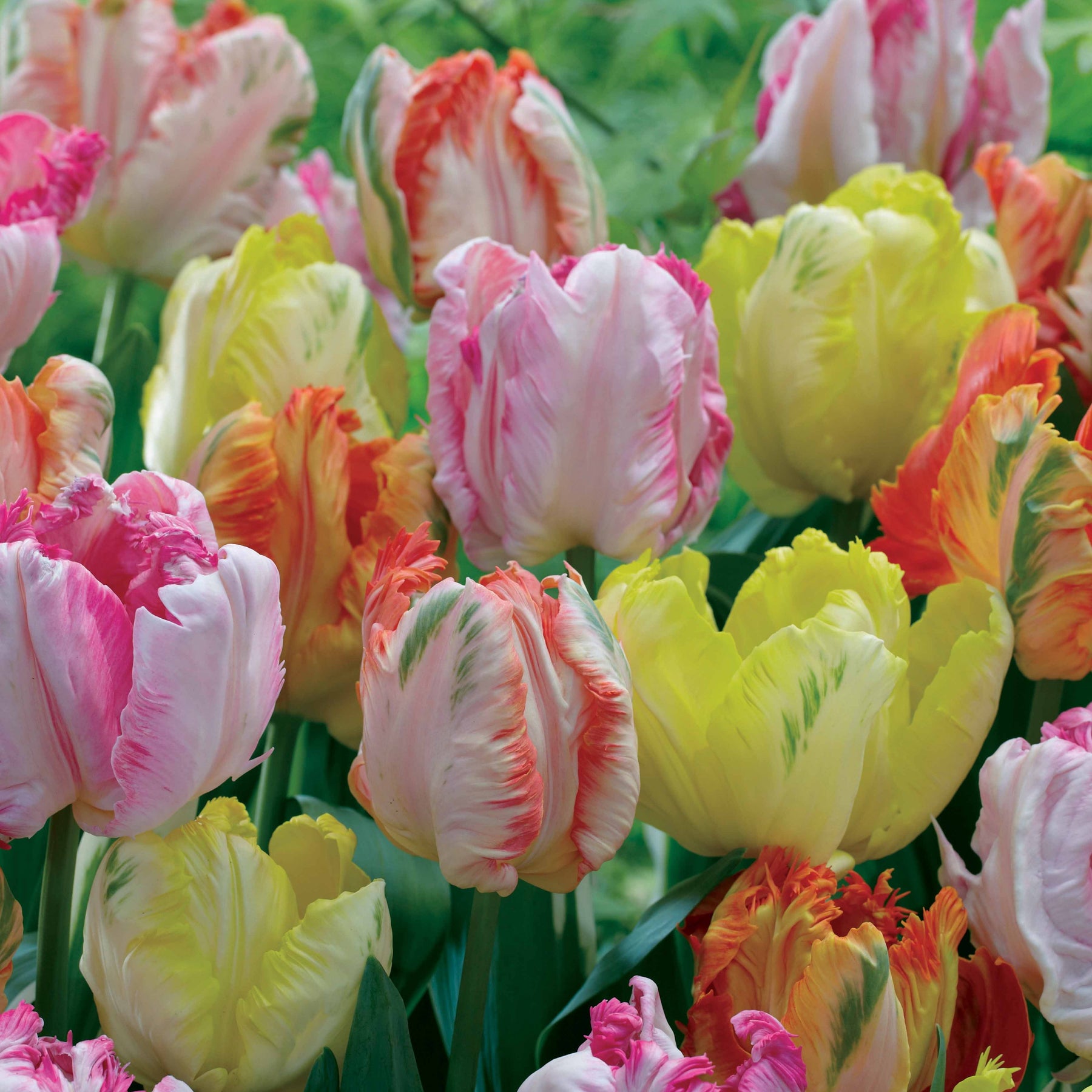 Papageien-Tulpen Pastellmix (x18) - Willemse