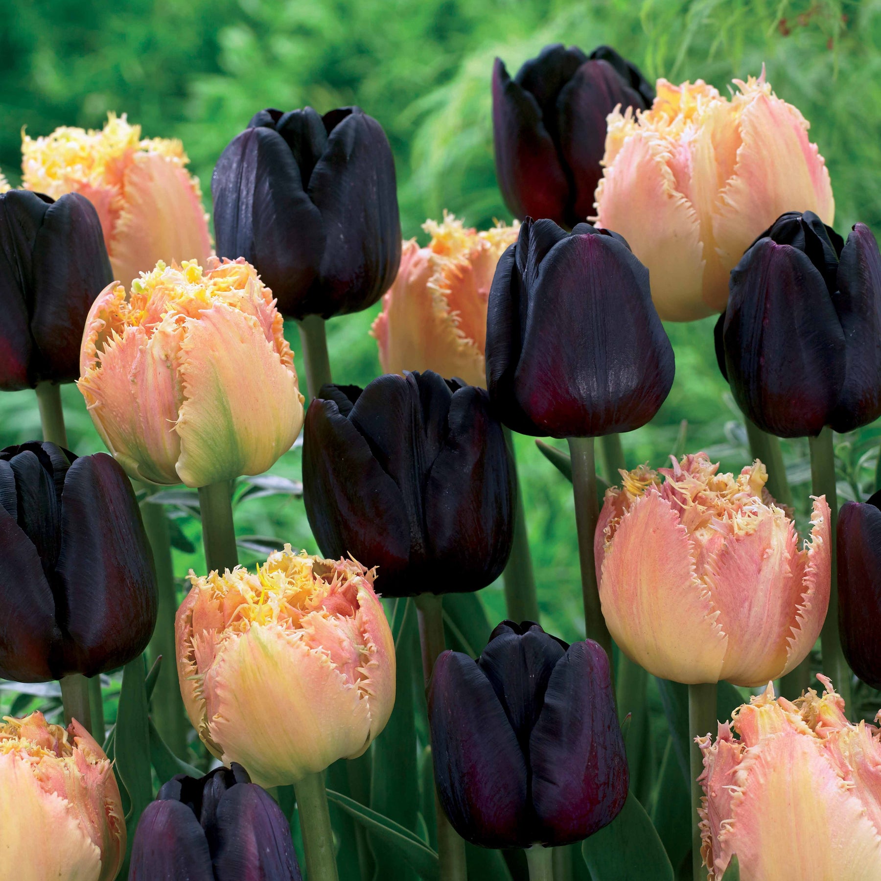 Tulpen Schwarz & Aprikose Farbig (x10) - Willemse