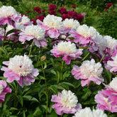 Pfingstrose Bowl of Beauty - Willemse