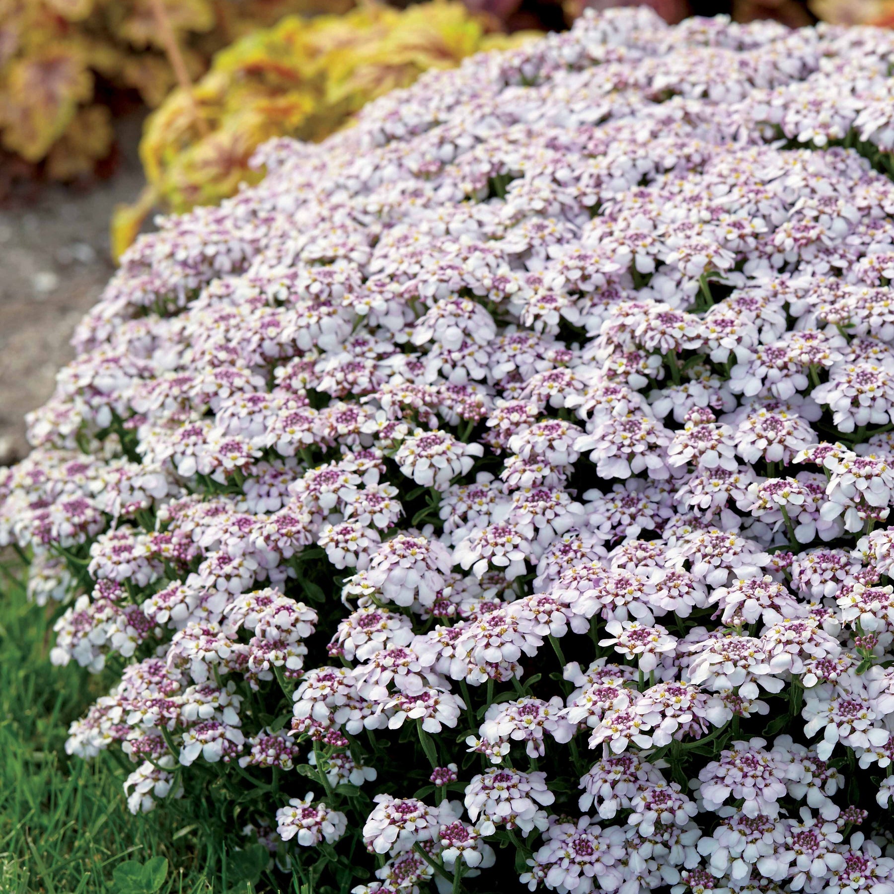 Schleifenblume Pink Ice - Willemse