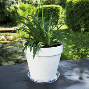 Elho Untertasse Uni-Saucer transparent -  - Willemse