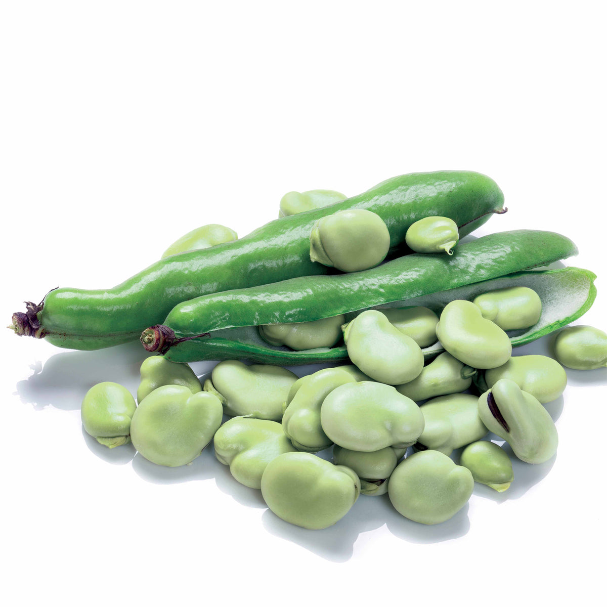 Weiße Puffbohne - Willemse