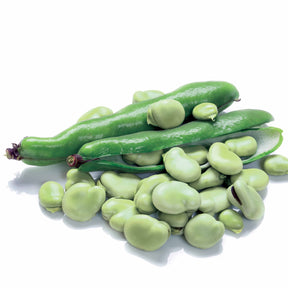 Weiße Puffbohne - Willemse