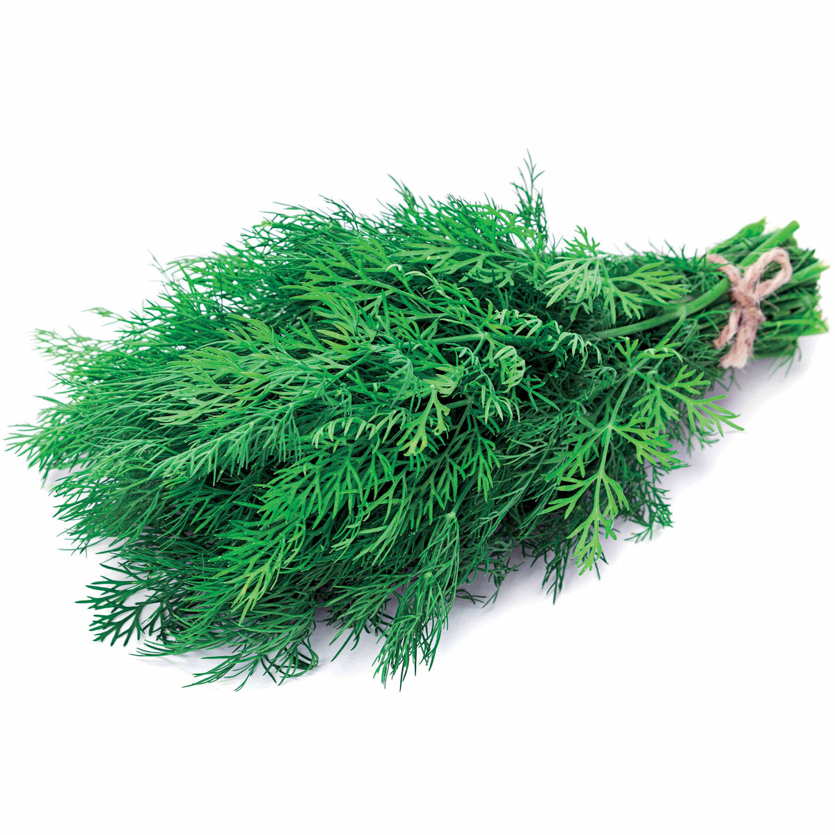 Dill Bouquet - Anethum graveolens bouquet - Willemse