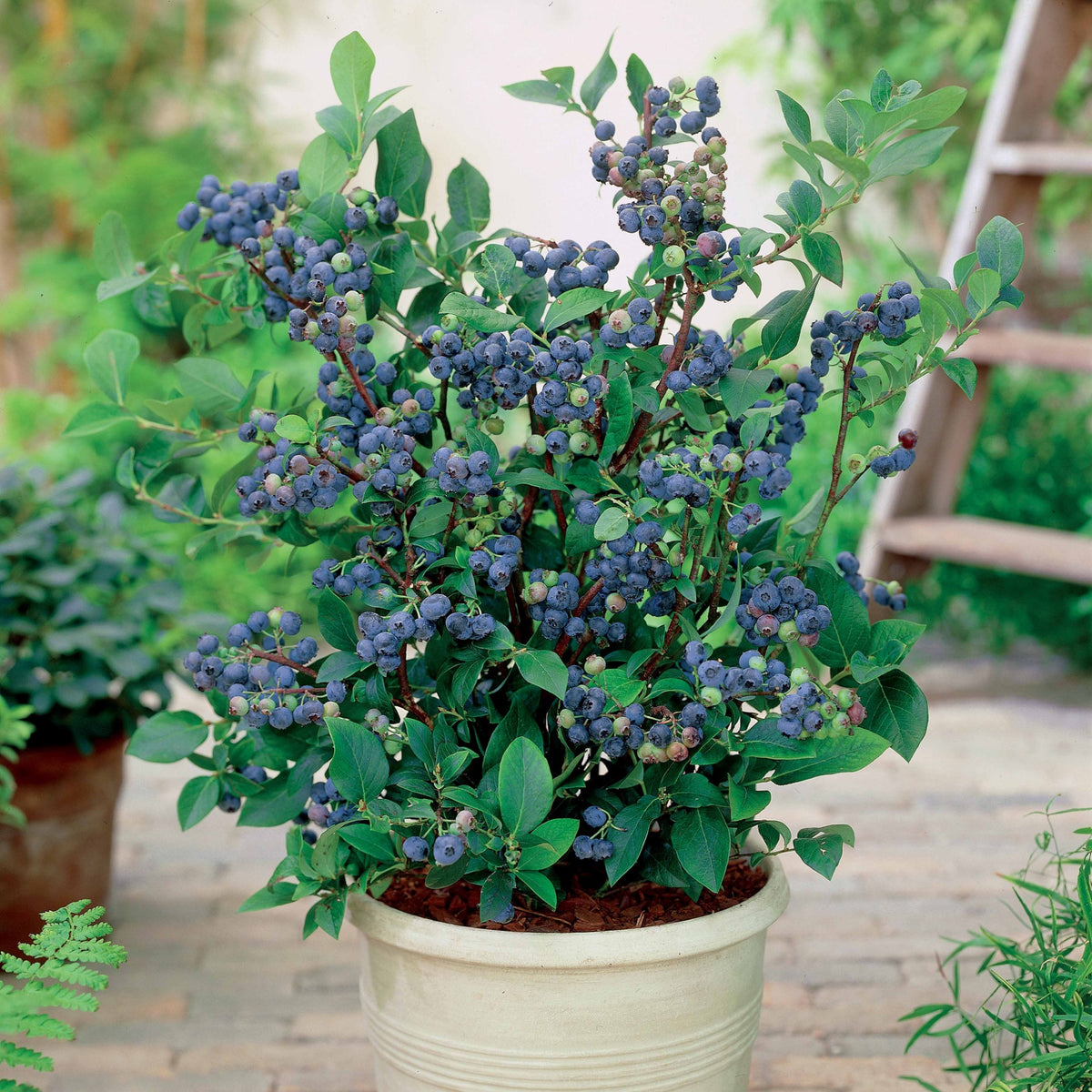 Heidelbeere Top Hat - Vaccinium corymbosum top hat - Willemse