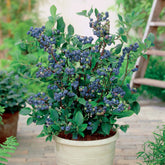 Heidelbeere Top Hat - Vaccinium corymbosum top hat - Willemse