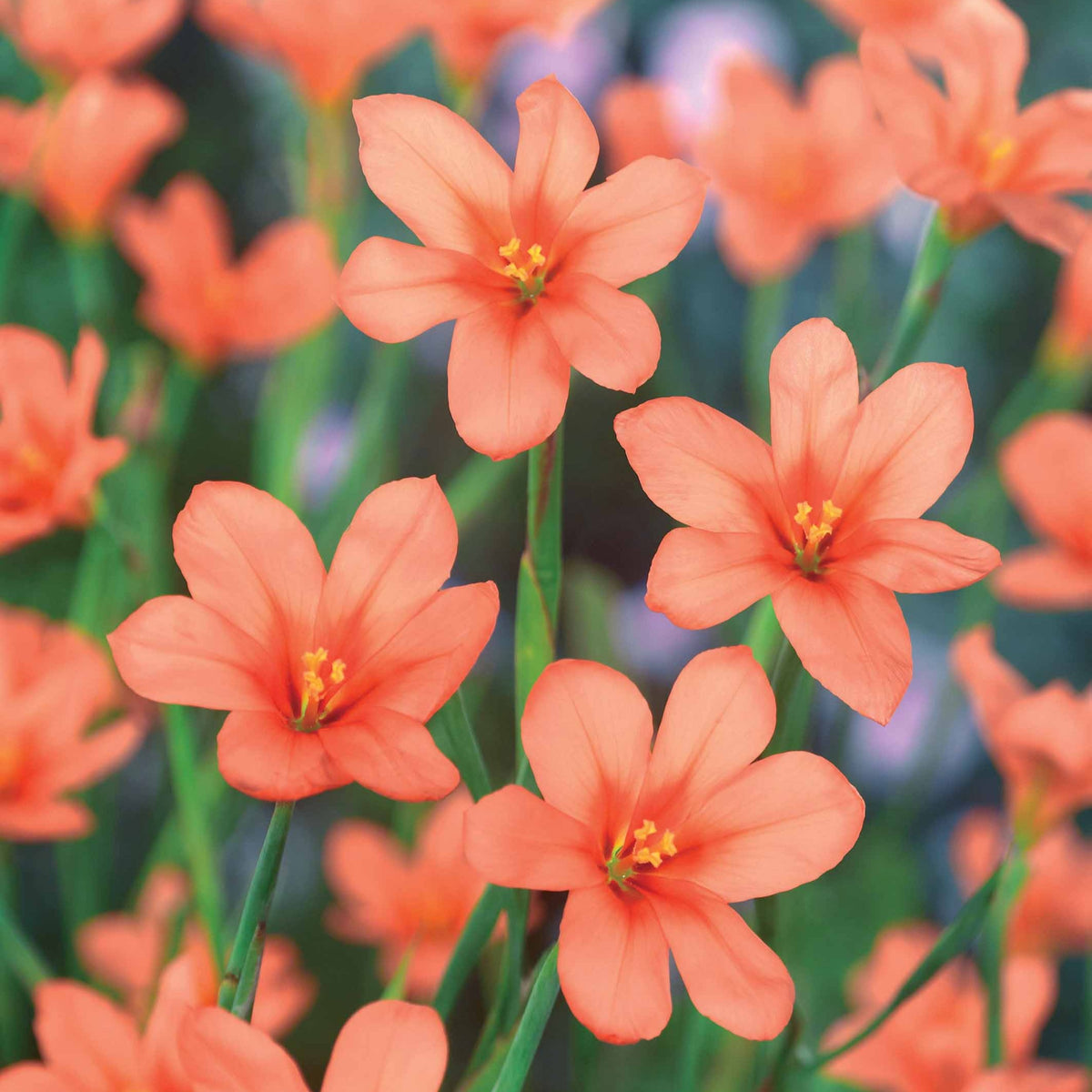 Moraea Blumenzwiebeln - Willemse