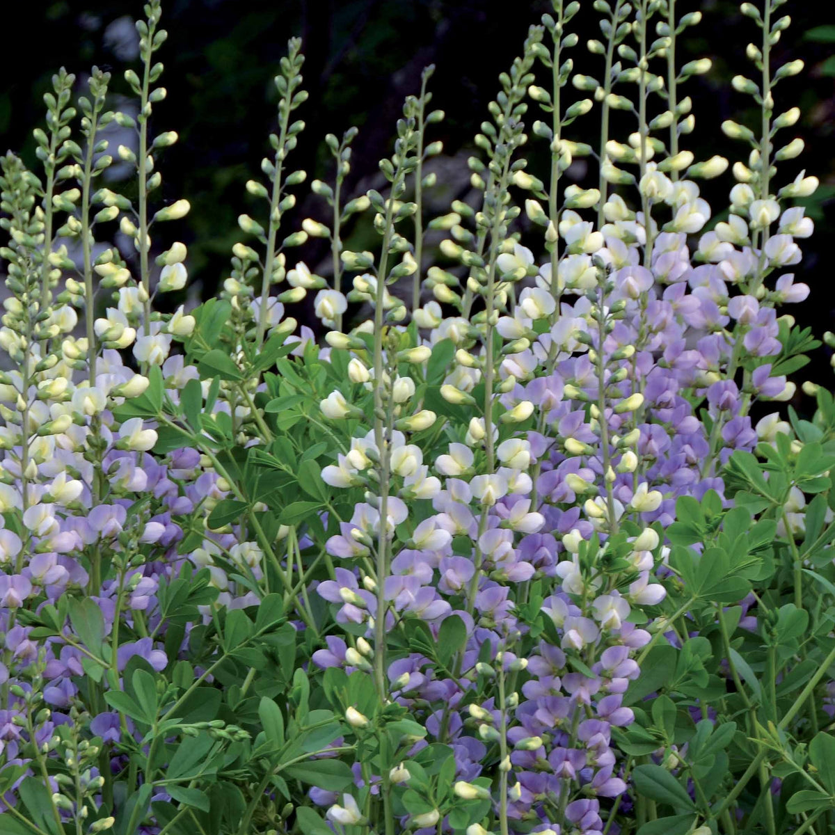 Indigolupine Lunar Eclipse - Baptisia lunar Eclipse - Willemse