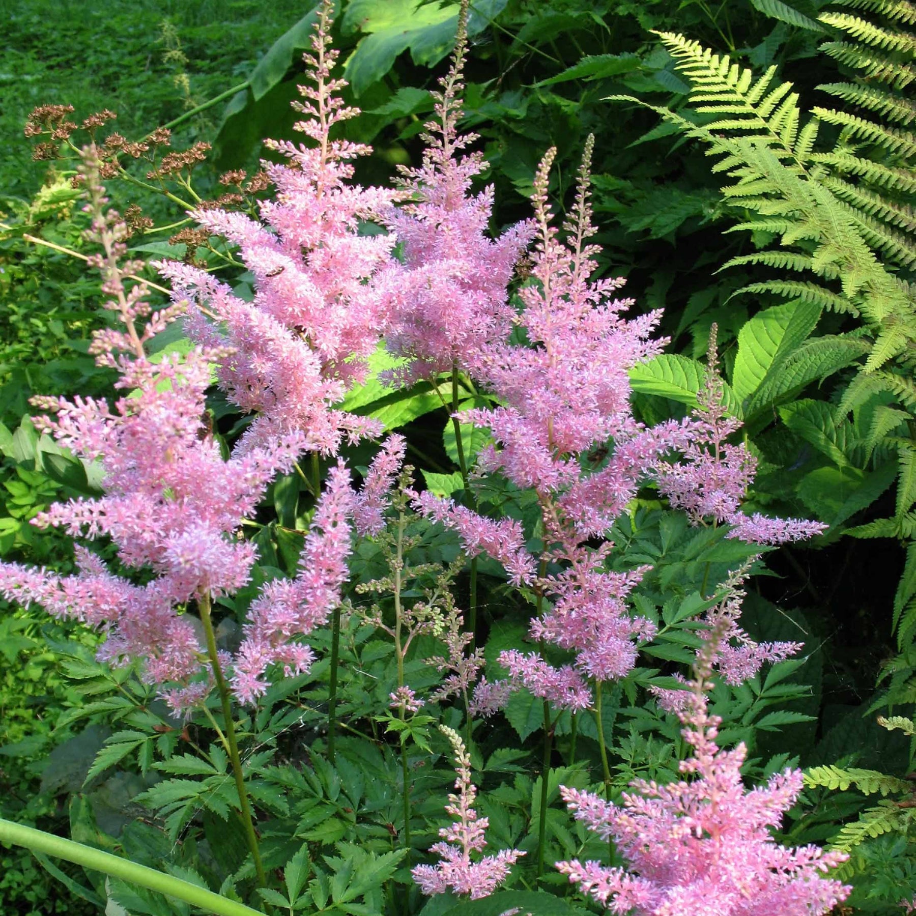 Prachtspiere New Wave (x3) - Astilbe new wave - Willemse