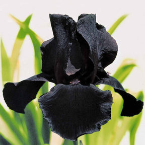 Deutsche Schwertlilie Etude en Noir (x2) - Iris germanica study in black - Willemse
