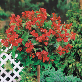 Weigelie Bristol Ruby auf Stamm - Willemse