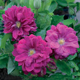 Waldrebe Red star - Clematis red star - Willemse