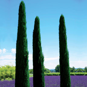 Cupressus sempervirens Totem - Mittelmeerzypresse Totem - Nadelbäume