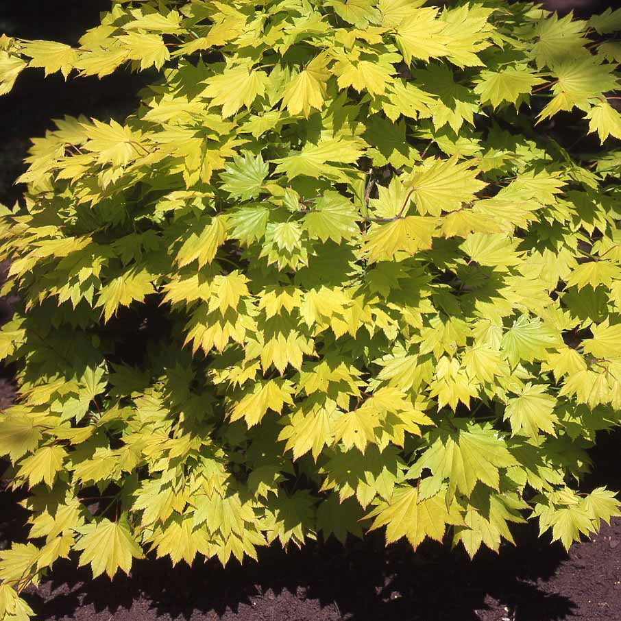 Goldahorn - Acer shirasawanum aureum - Willemse