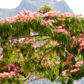 Rosa Seidenbaum - Albizia julibrissin rosea - Willemse