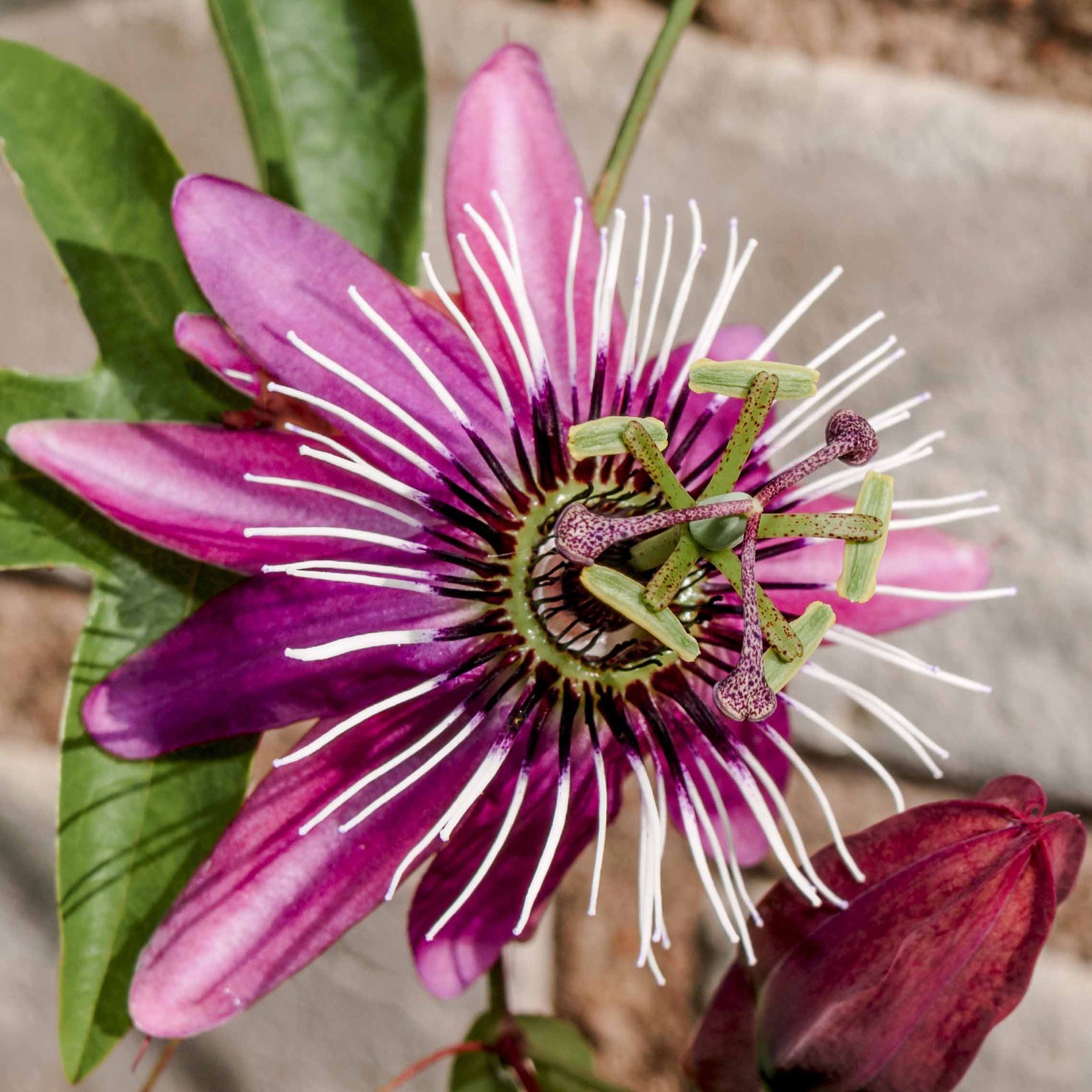 Passionsblume Victoria - Passiflora caerulea victoria - Willemse