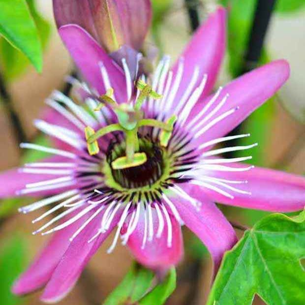 Passionsblume Victoria - Willemse